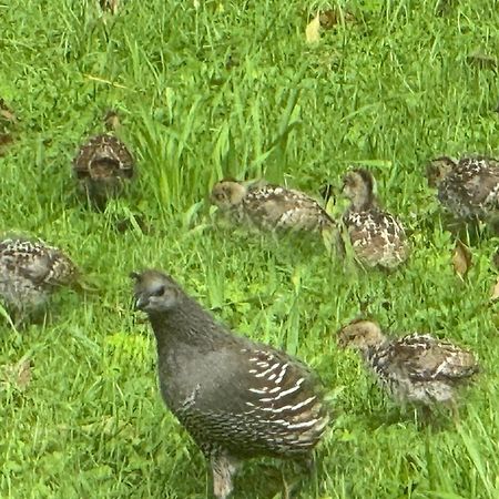 Quail Haven Queen Room Aongatete Luaran gambar