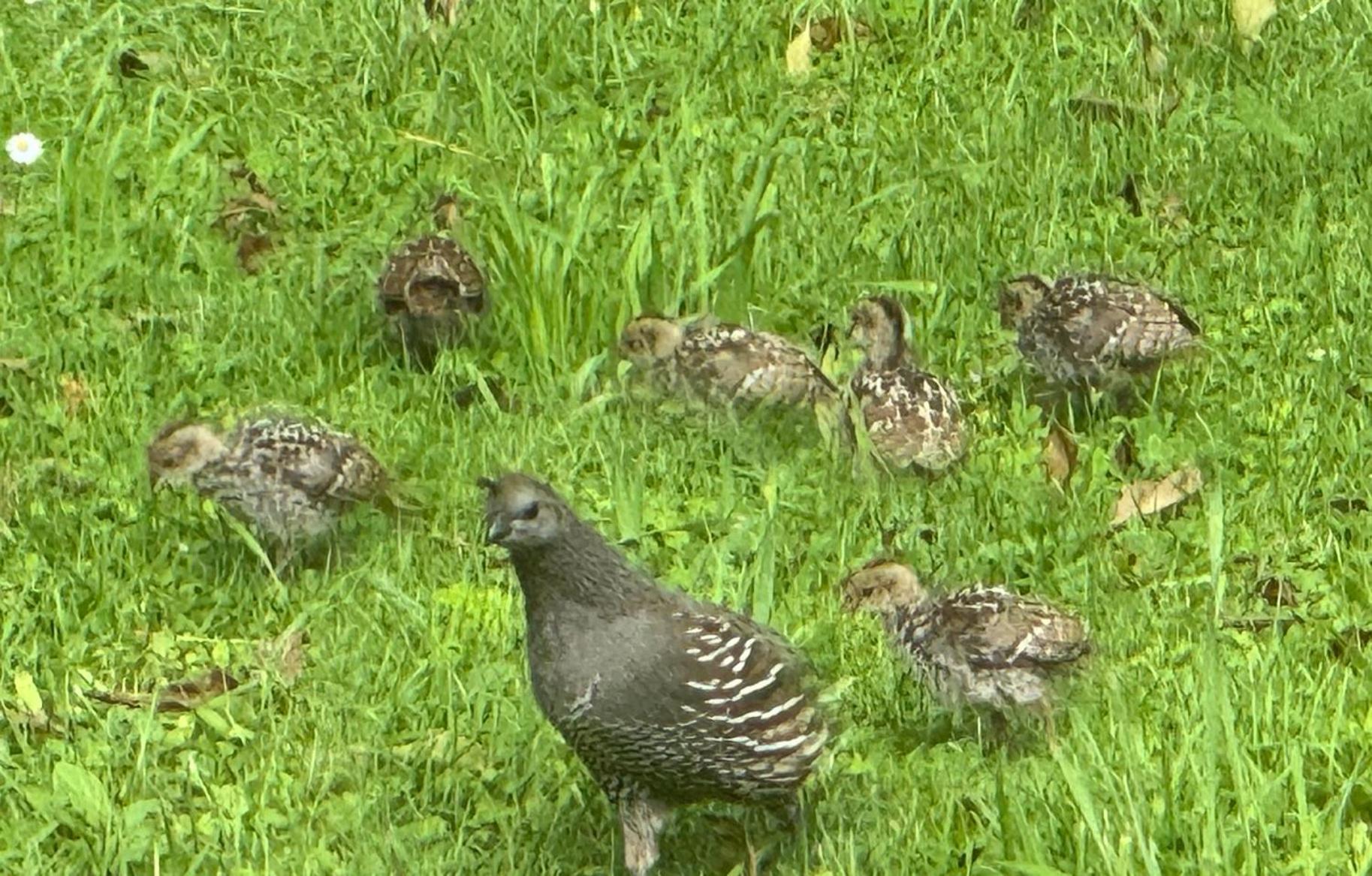 Quail Haven Queen Room Aongatete Luaran gambar